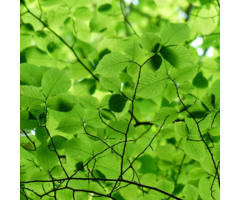 Haagbeuk - Carpinus betulus (boom)