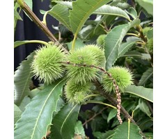 Tamme kastanjeboom - Castanea sativa (beveerd)