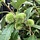 Tamme kastanjeboom - Castanea sativa (Kale wortel) PRE-ORDER