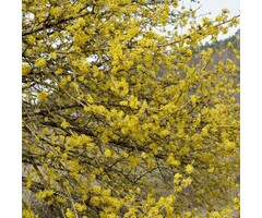 Gele kornoelje boom - Cornus mas (boom)