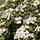 Meidoorn boom - Crataegus monogyna (Kale wortel) PRE-ORDER