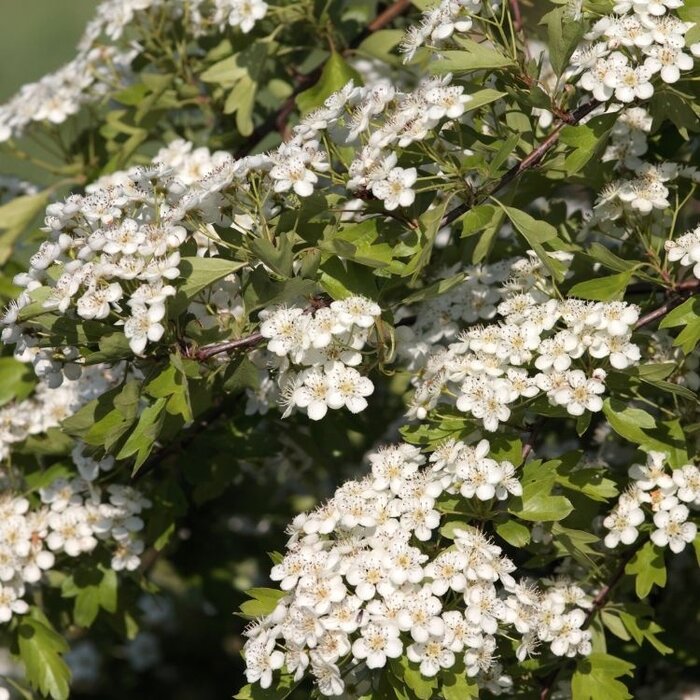 Meidoorn boom - Crataegus monogyna (Kale wortel)