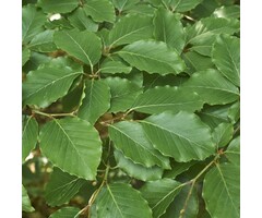 Beukenboom - Fagus sylvatica (beveerd)