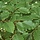 Beukenboom - Fagus sylvatica (Kluit/Kale wortel) PRE-ORDER