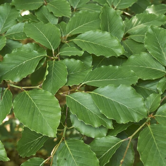 Beukenboom - Fagus sylvatica (Kluit/Kale wortel) PRE-ORDER