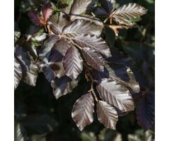 Rode beukenboom - Fagus sylvatica 'Atropunicea' (beveerd)