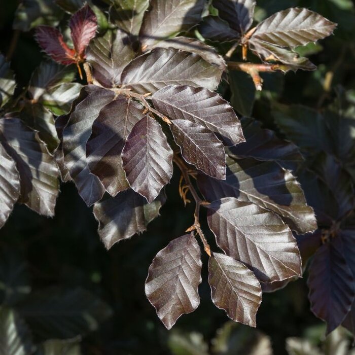Rode beukenboom - Fagus sylvatica 'Atropunicea' (kluit)
