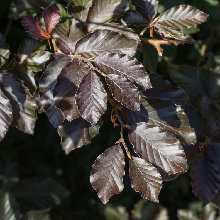 Rode beukenboom - Fagus sylvatica 'Atropunicea' (kluit)