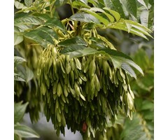 Gewone esboom - Fraxinus excelsior (beveerd)