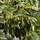 Gewone esboom - Fraxinus excelsior (Kale wortel) PRE-ORDER