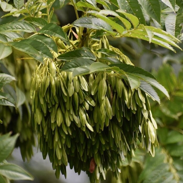 Gewone esboom - Fraxinus excelsior (Kale wortel) PRE-ORDER