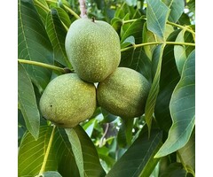 Walnootboom - Juglans regia (beveerd)