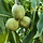 Walnootboom - Juglans regia (Kale wortel) PRE-ORDER