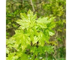 Noorse esdoorn boom - Acer platanoides (Beveerd)