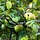 Wilde appelboom - Malus sylvestris (Kale wortel) PRE-ORDER