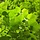 Zomerlindeboom - Tilia platyphyllos (Kale wortel) PRE-ORDER