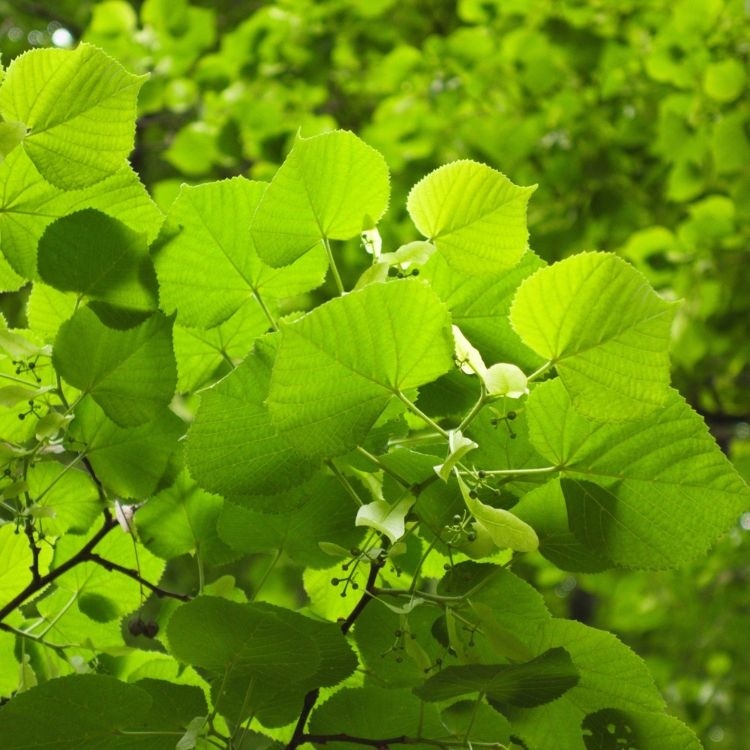 Zomerlindeboom - Tilia platyphyllos (Kale wortel)