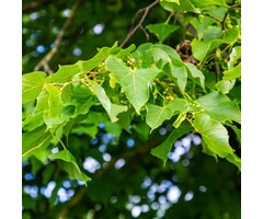 Winterlindeboom - Tilia cordata (beveerd)