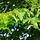Winterlindeboom - Tilia cordata (Kale wortel) PRE-ORDER