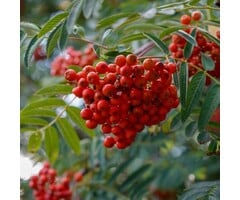Lijsterbes boom - Sorbus aucuparia (beveerd)