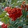 Lijsterbes boom - Sorbus aucuparia (Kale wortel)