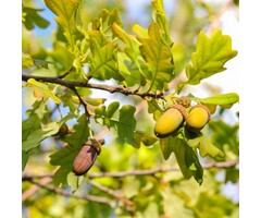 Zomereik boom - Quercus robur (beveerd)