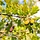Zomereik boom - Quercus robur (Kluit)