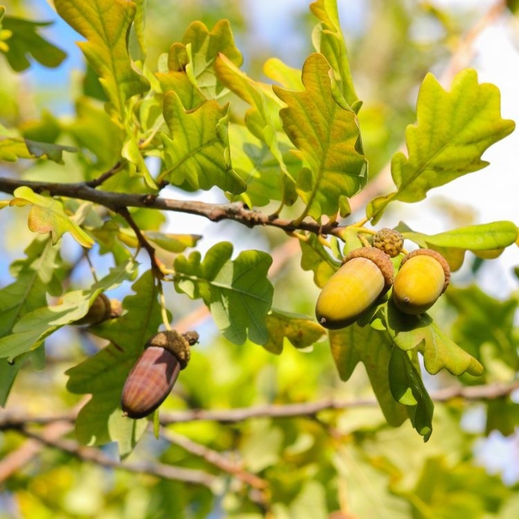 Zomereik boom - Quercus robur (Kluit)