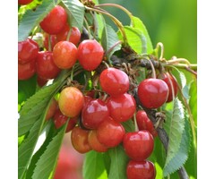 Zoete kersenboom - Prunus avium (beveerd)