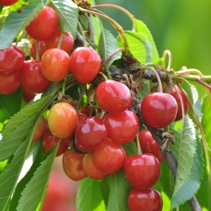 Kriek Kersenboom - Prunus avium (Kale wortel)