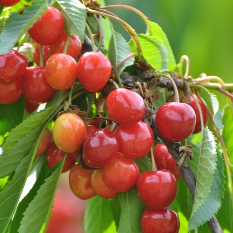 Kriek Kersenboom - Prunus avium (Kale wortel)