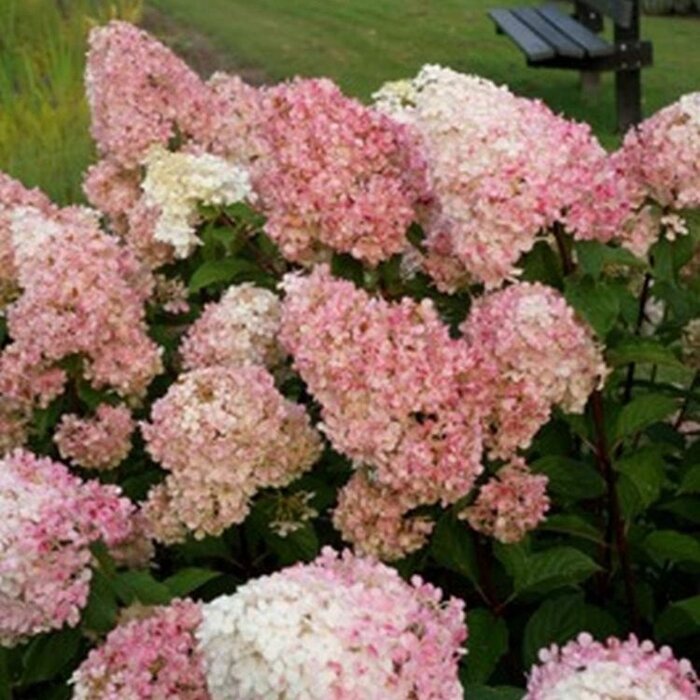 Pluimhortensia (Hydrangea paniculata Vanille Fraise )