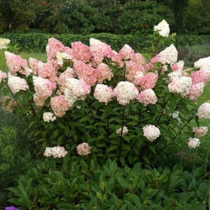 Pluimhortensia (Hydrangea paniculata Vanille Fraise )