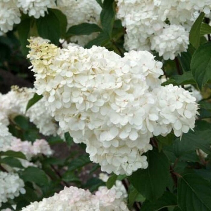 Pluimhortensia (Hydrangea paniculata Vanille Fraise )