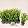 Hulst - Ilex crenata 'Caroline Upright' (tray 24 stuks)