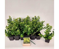 Ilex crenata 'Green Hedge' - Hulst (tray 24 stuks)