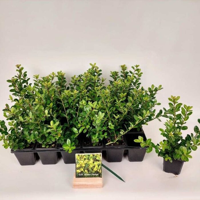 Hulst - Ilex crenata 'Green Hedge' (tray 24 stuks)