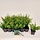 Hulst - Ilex crenata 'Stokes' (tray 24 stuks)