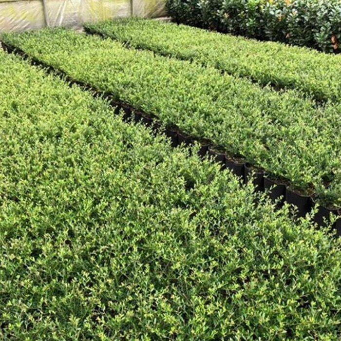 Hulst - Ilex crenata 'Strong Caroline' (tray 24 stuks)