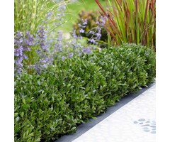 Hulsthaag - Ilex crenata LUXUS Hedge