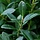 Hulsthaag - Ilex crenata LUXUS Hedge