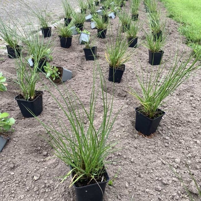 Borderpakket Joris oprijlaan