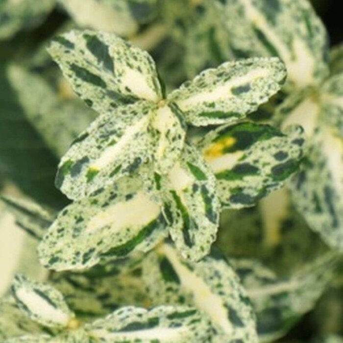 Kardinaalshoed (Euonymus fortunei 'Golden Harlequin')