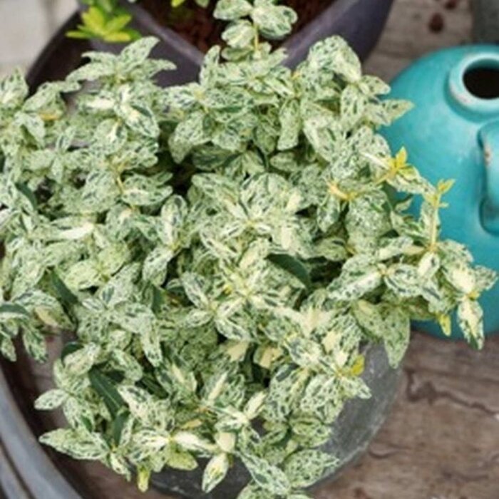 Kardinaalshoed (Euonymus fortunei 'Golden Harlequin')