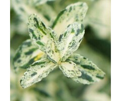 Kardinaalshoed - Euonymus fortunei 'Golden Harlequin'