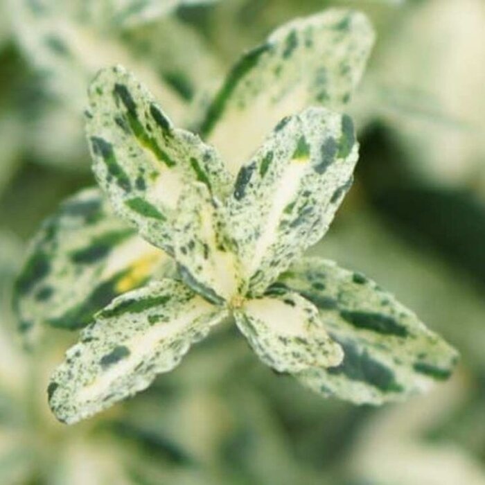 Kardinaalshoed (Euonymus fortunei 'Golden Harlequin')