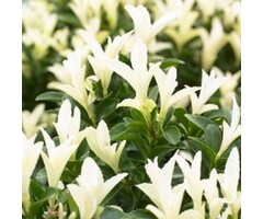 Kardinaalshoed - Euonymus japonicus 'Paloma Blanca'