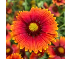 Kokardebloem - Gaillardia 'Kobold'