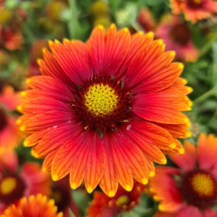 Kokardebloem - Gaillardia 'Kobold'