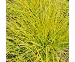 Lampepoetsersgras - Pennisetum alopecuroides 'Hameln Gold'